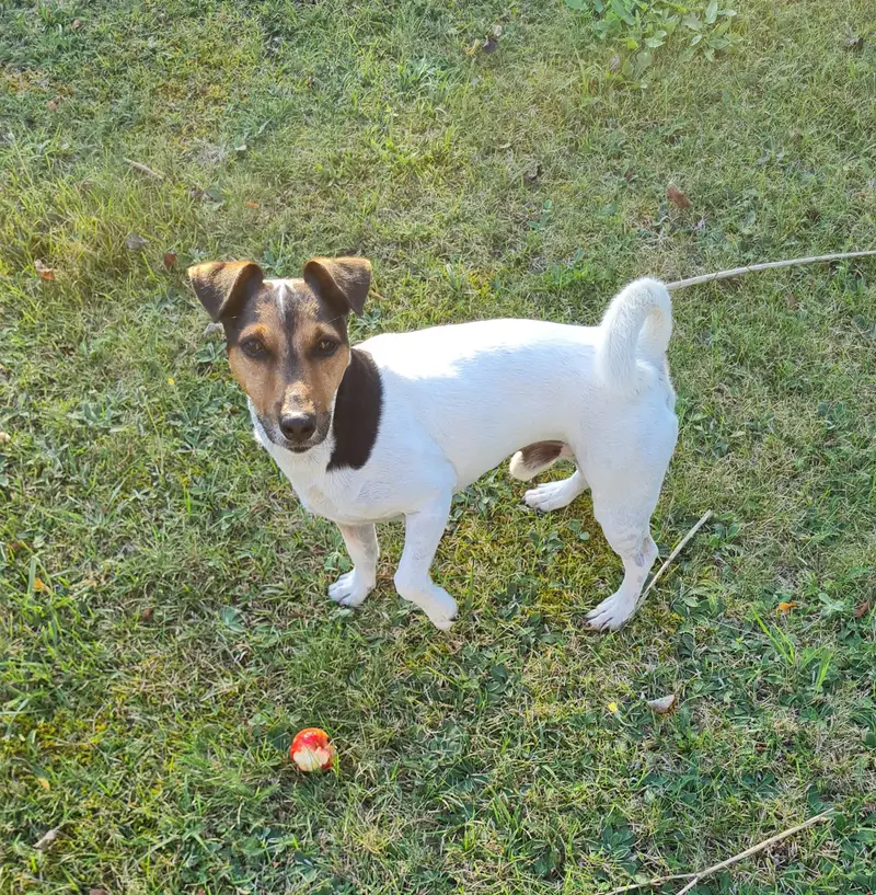 Pies Jack Russell Terrier Sparki - towarzysz Quality Engineer Sandry Dworak podczas wypraw MTB